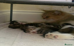 Mixed Breed cats for sale: 3 gorgeous boys mix breed - Image 26