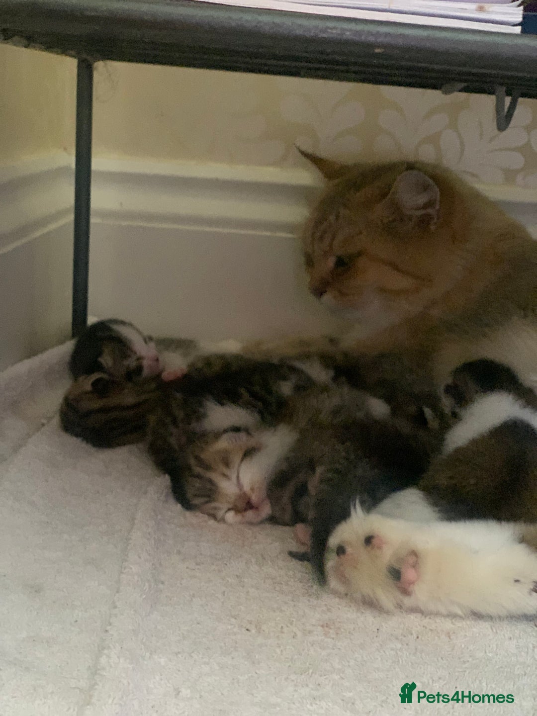 Mixed Breed cats for sale: 3 gorgeous boys mix breed - Image 26