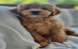 Cavapoochon dogs for sale: F1b MOYEN MERLE CAVAPOOCHON PUPS - Image 9