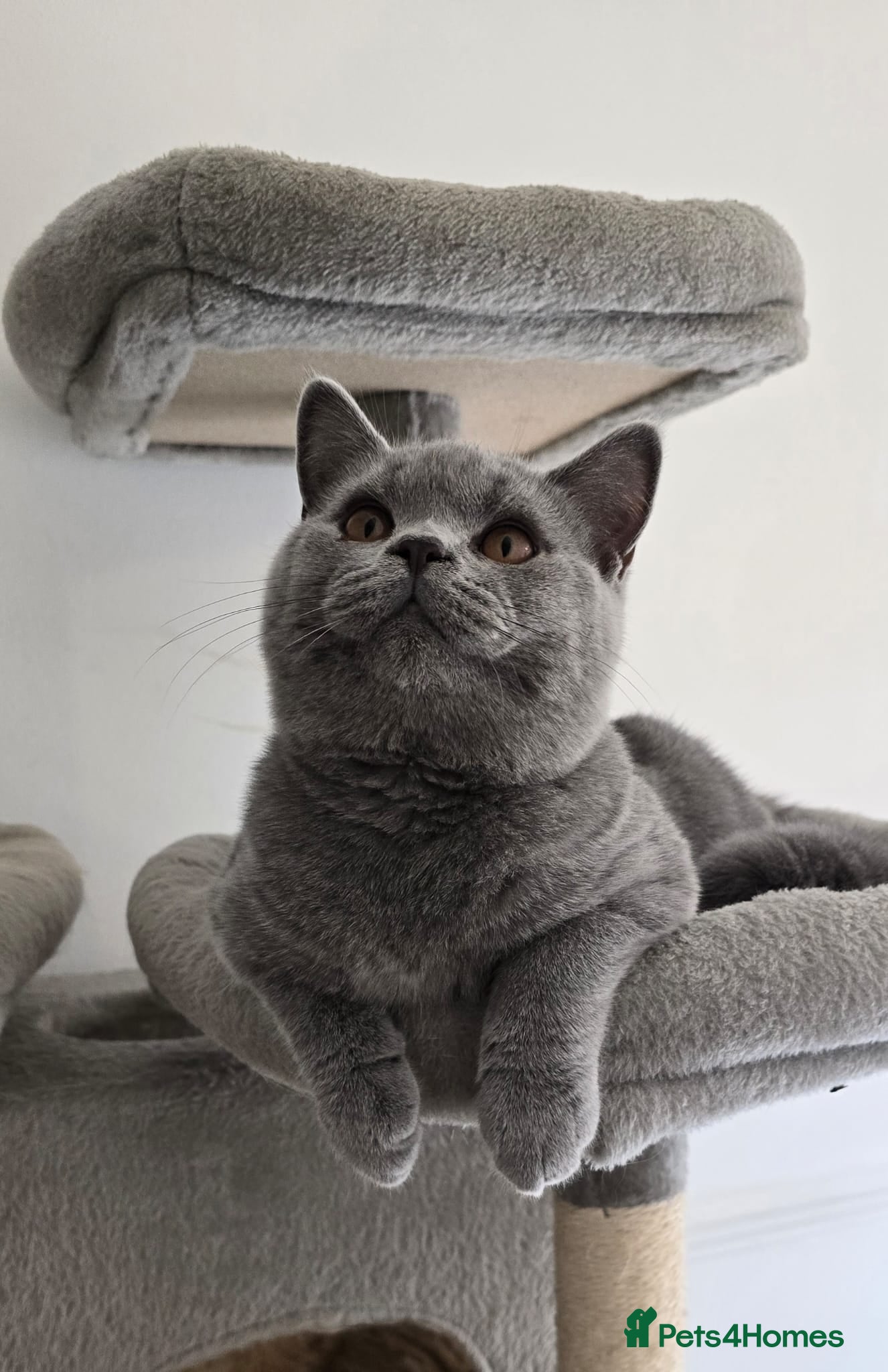 British Shorthair cats Stunning GCCF registered British shorthair boy!! - Advert 1