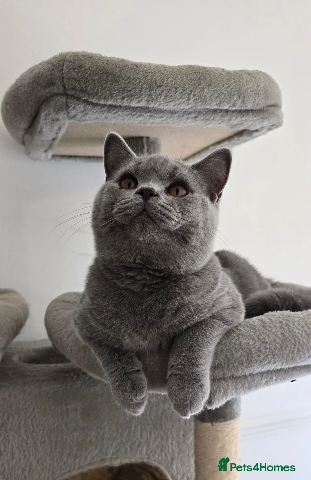 British Shorthair cats for sale: Stunning GCCF registered British shorthair boy!! - Advert 2
