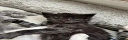 Maine Coon cats for sale: Stunning pedigree Maine coon kittens TICA  - Advert 20
