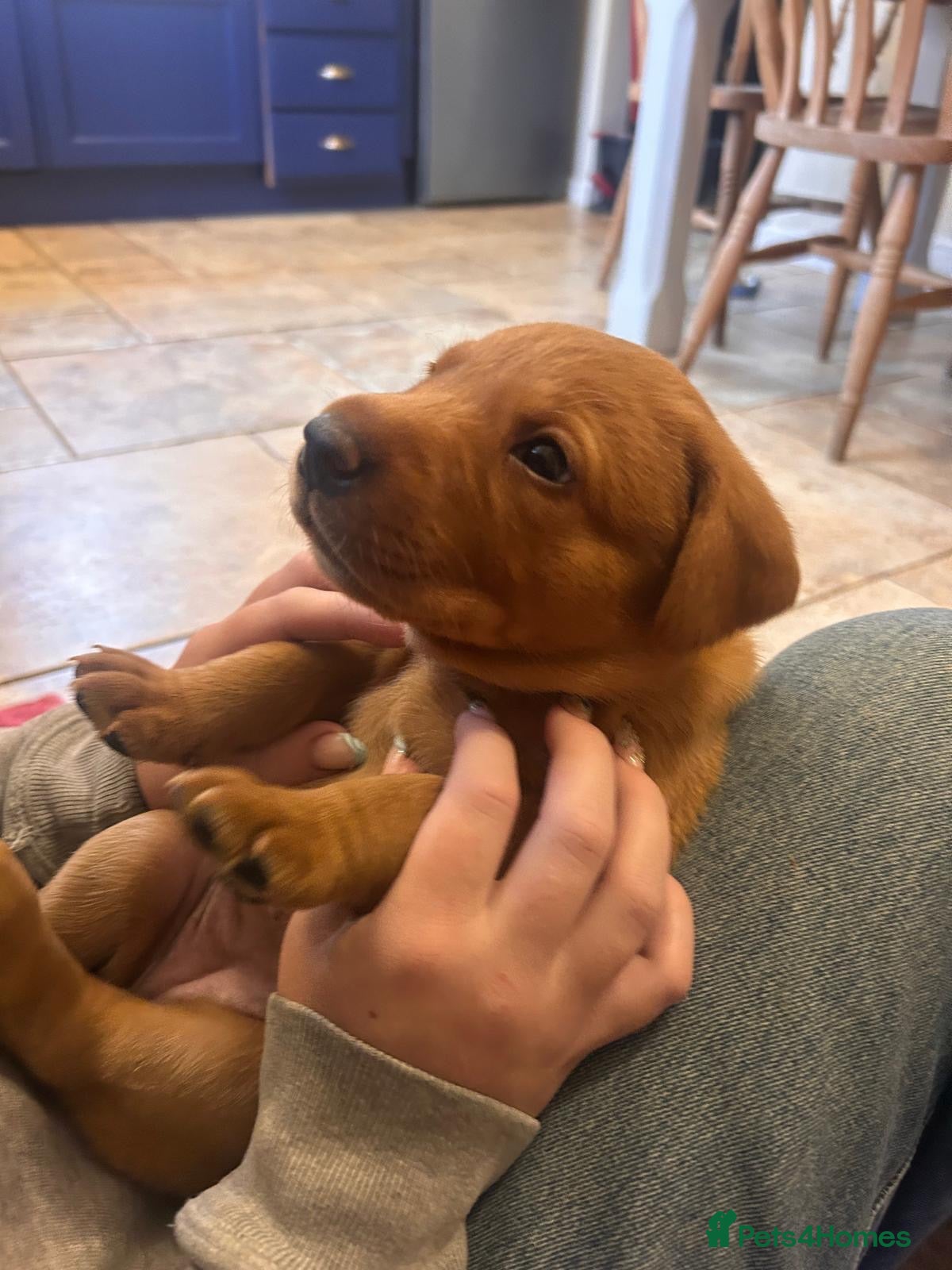 Labrador Retriever dogs Fox Red Labradors  - Advert 1