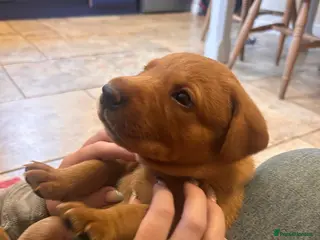 Labrador Retriever dogs Fox Red Labradors - Advert 1