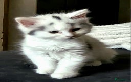 Ragdoll cats for sale: Mixed tabby ragdoll - Image 1