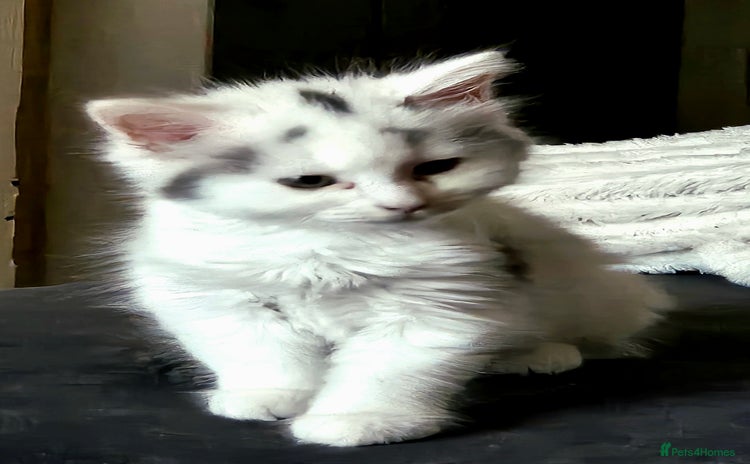 Ragdoll cats - Advert 6