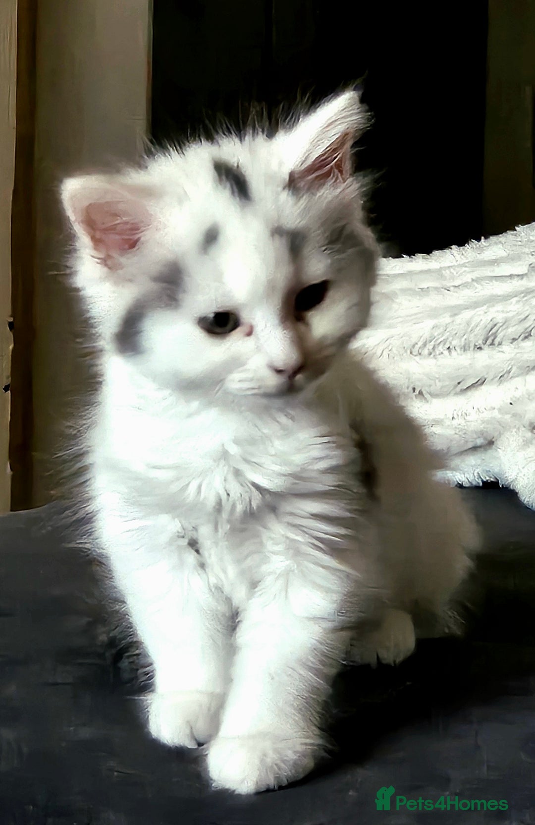 Ragdoll cats for sale: Mixed tabby ragdoll - Image 1