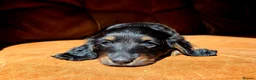 Miniature Dachshund dogs for sale: Stunning Longhaired Mini Dachshund Boys.  - Advert 8