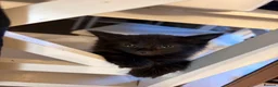 Mixed Breed cats for sale: 4 female kittens - Advert 3
