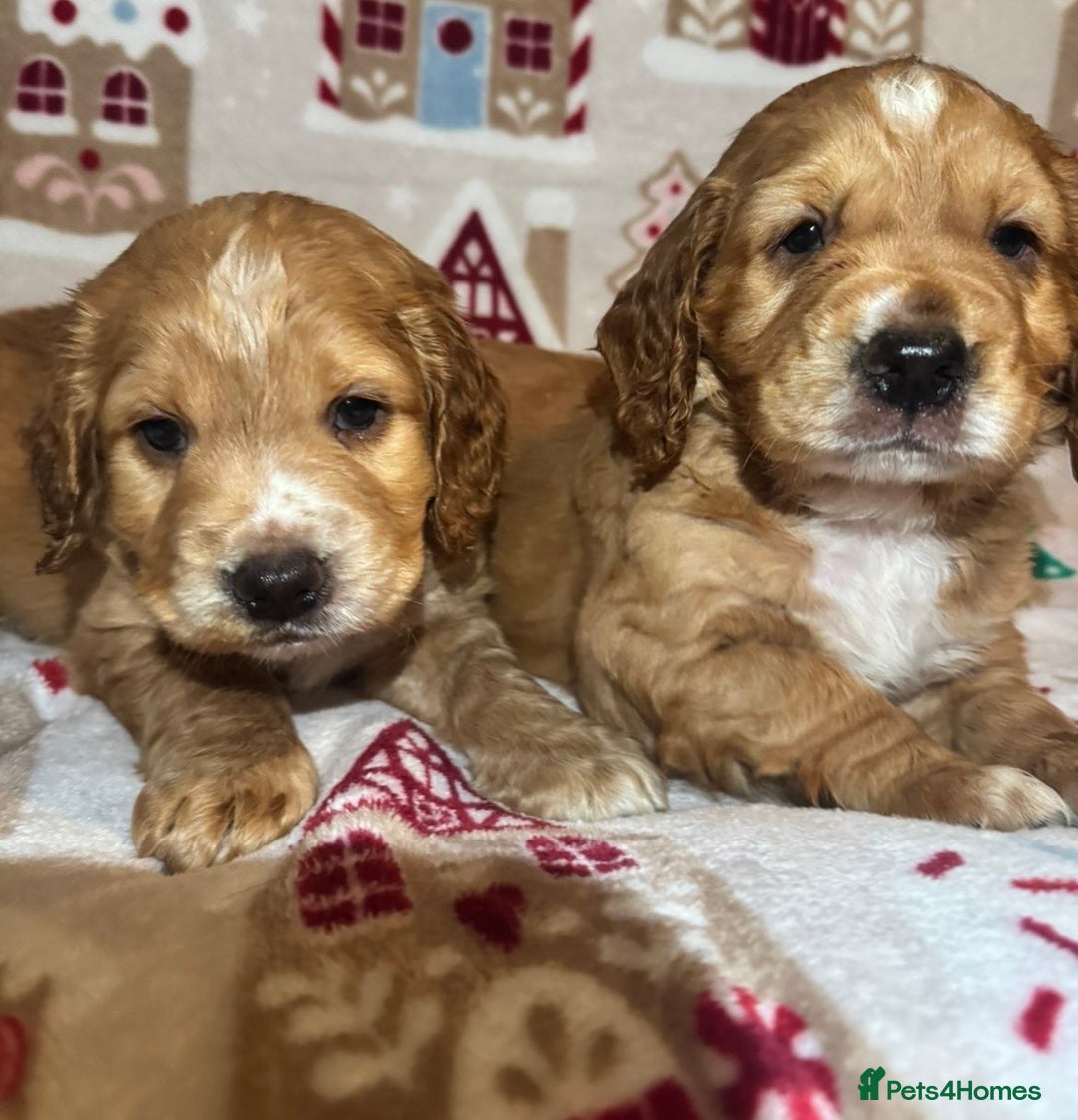 Cocker Spaniel dogs for sale: Beautiful cocker spaniel boys - Advert 1