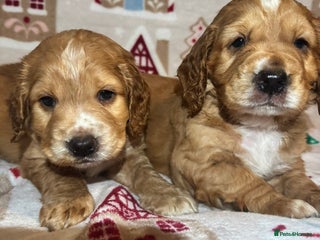 Cocker Spaniel dogs Beautiful cocker spaniel boys - Advert 10