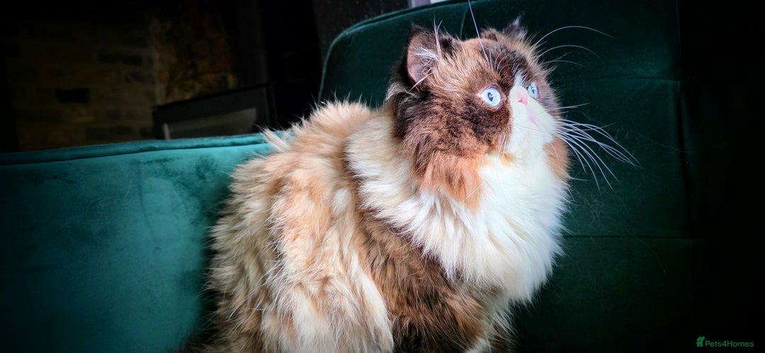 Persian cats for sale: Beautiful and Rare Purebred Persian Kittens - Image 27