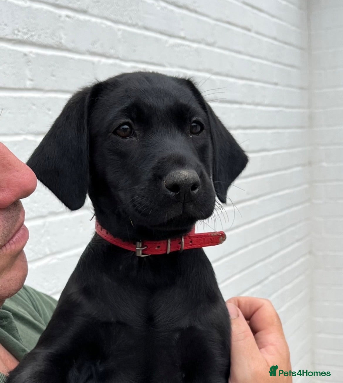 Labrador Retriever dogs Health Tested Parents Excellent FTCh Pedigree  - Advert 1