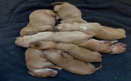 Cocker Spaniel dogs for sale: Cocker spaniel puppies  - Advert 5