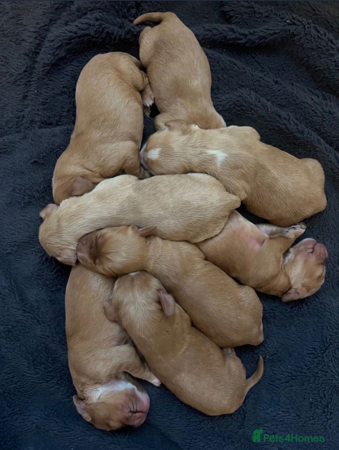 Cocker Spaniel dogs for sale: Cocker spaniel puppies  - Advert 5