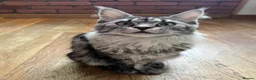 Maine Coon cats for sale: Championship tica/active maine coon kitten - Advert 3