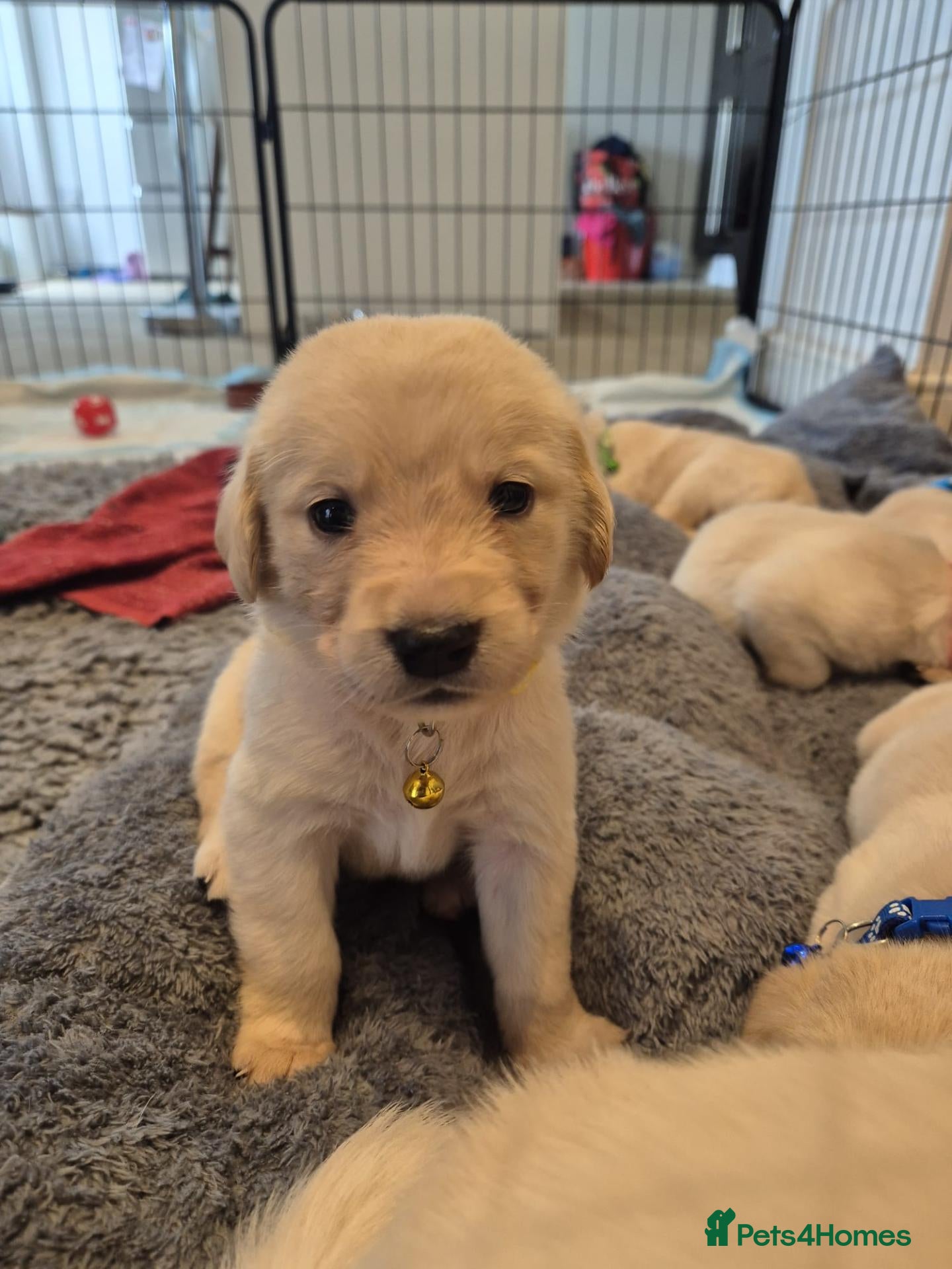 Labradoodle dogs Golden Labradoodle / Doubledoodle Puppies Viewings - Advert 1