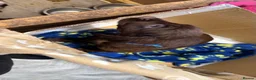 Cocker Spaniel dogs for sale: Chocolate merle and family - Advert 6