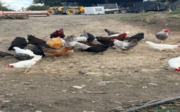 Chickens poultry for sale: Laying hens for sale - Image 10