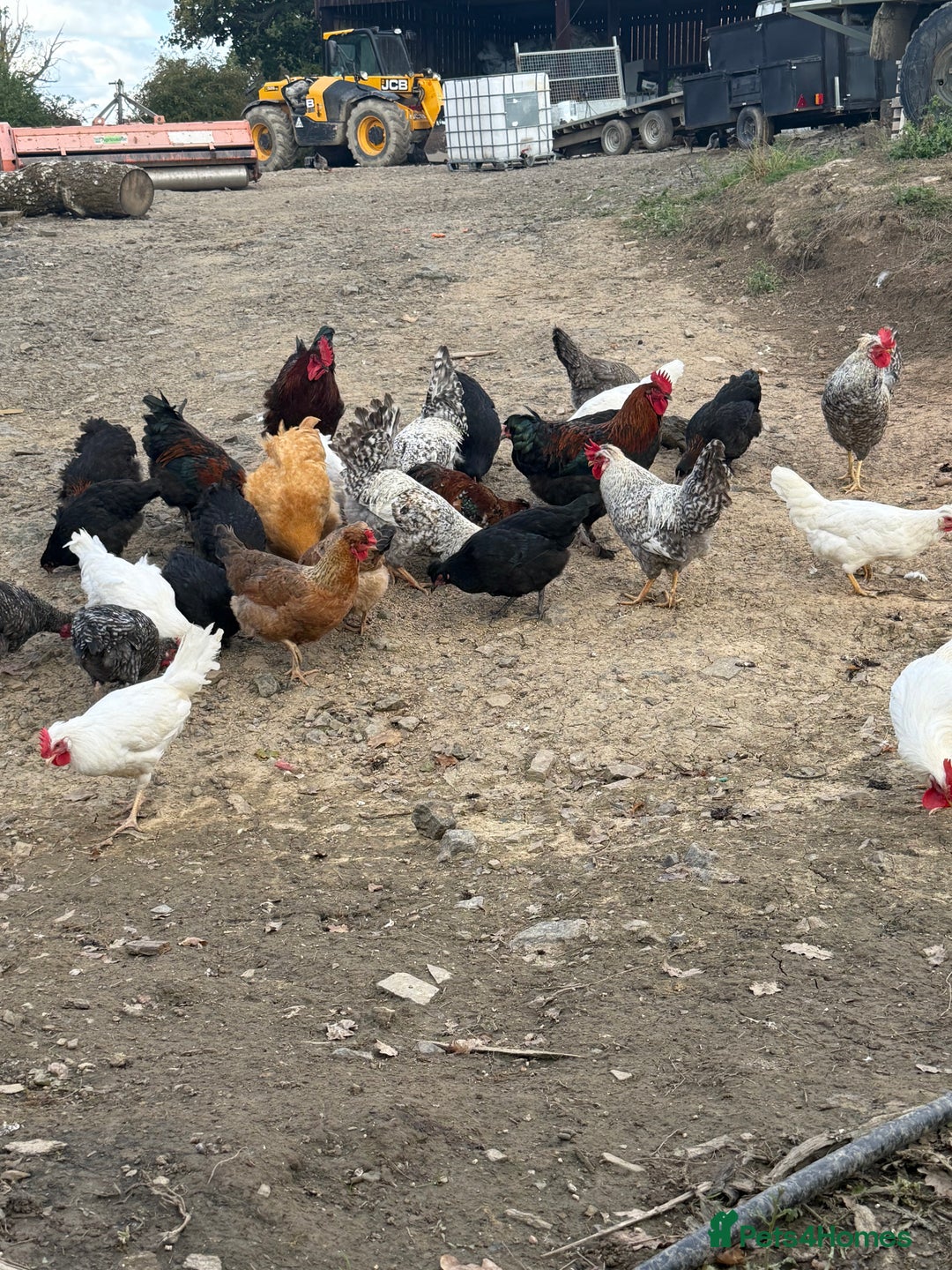 Chickens poultry for sale: Laying hens for sale - Image 10