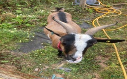 Goats livestock for sale: Gorgeous pigmy goats for sale - Image 6
