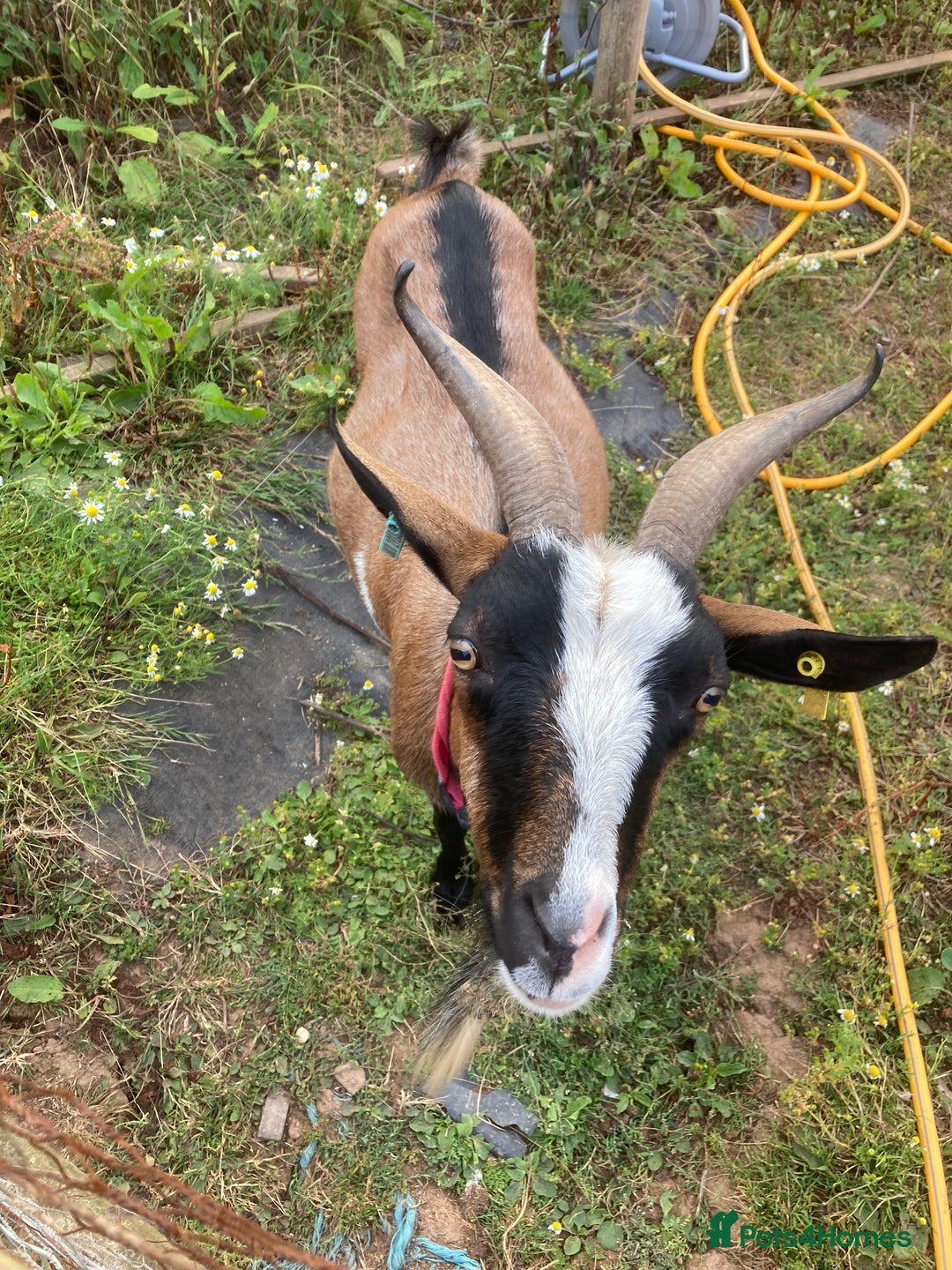 Goats livestock for sale: Gorgeous pigmy goats for sale - Image 6
