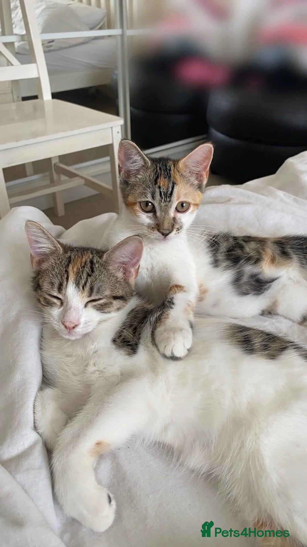 Mixed Breed cats for sale: 3 BEAUTIFUL KITTENS 😸 LOOKING FOR FOREVER HOME   - Advert 2