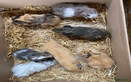 Guinea Pig rodents for sale: For Sale Baby Male Guinea Pigs - Image 2