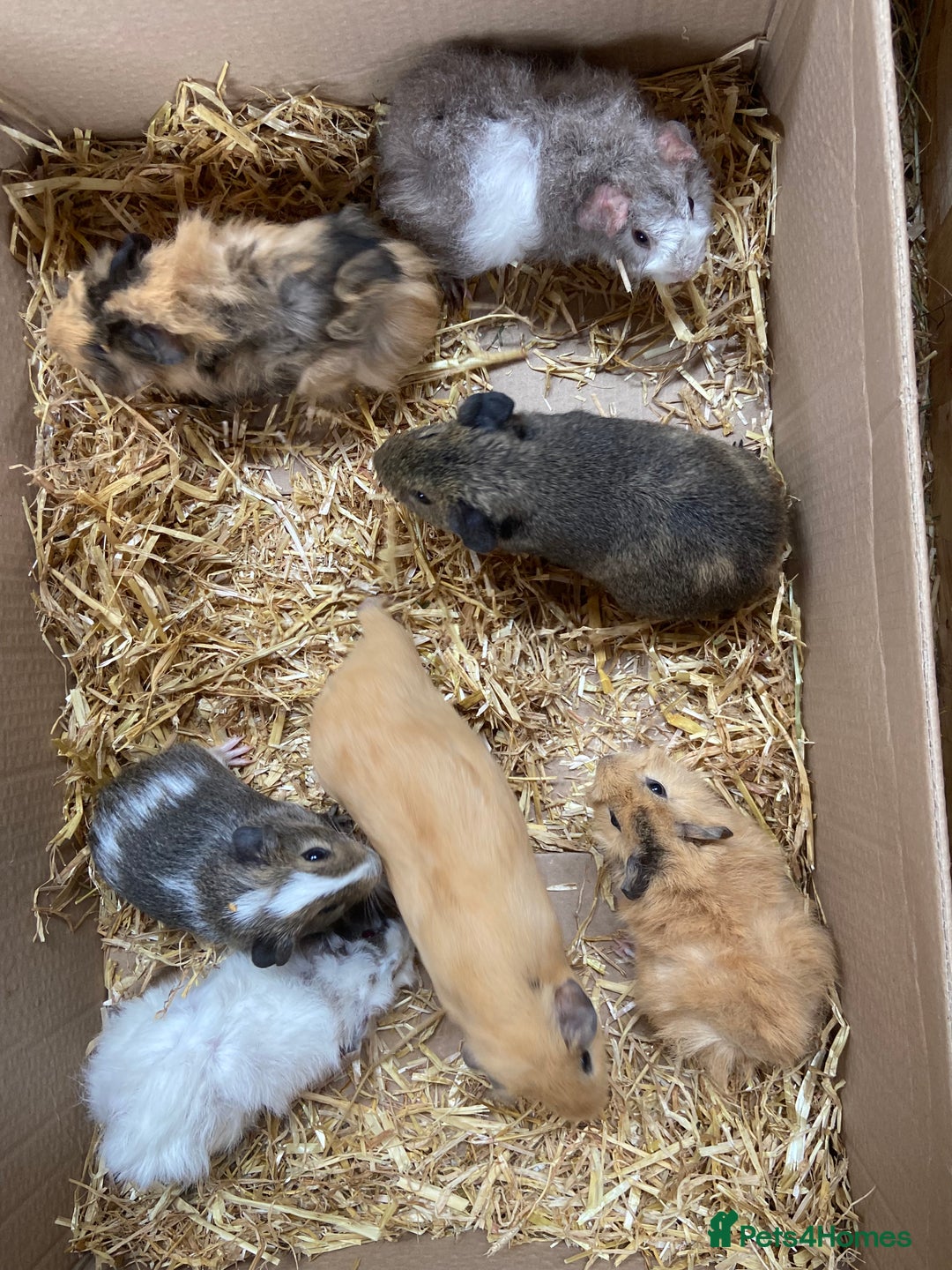 Guinea Pig rodents for sale: For Sale Baby Male Guinea Pigs - Image 2
