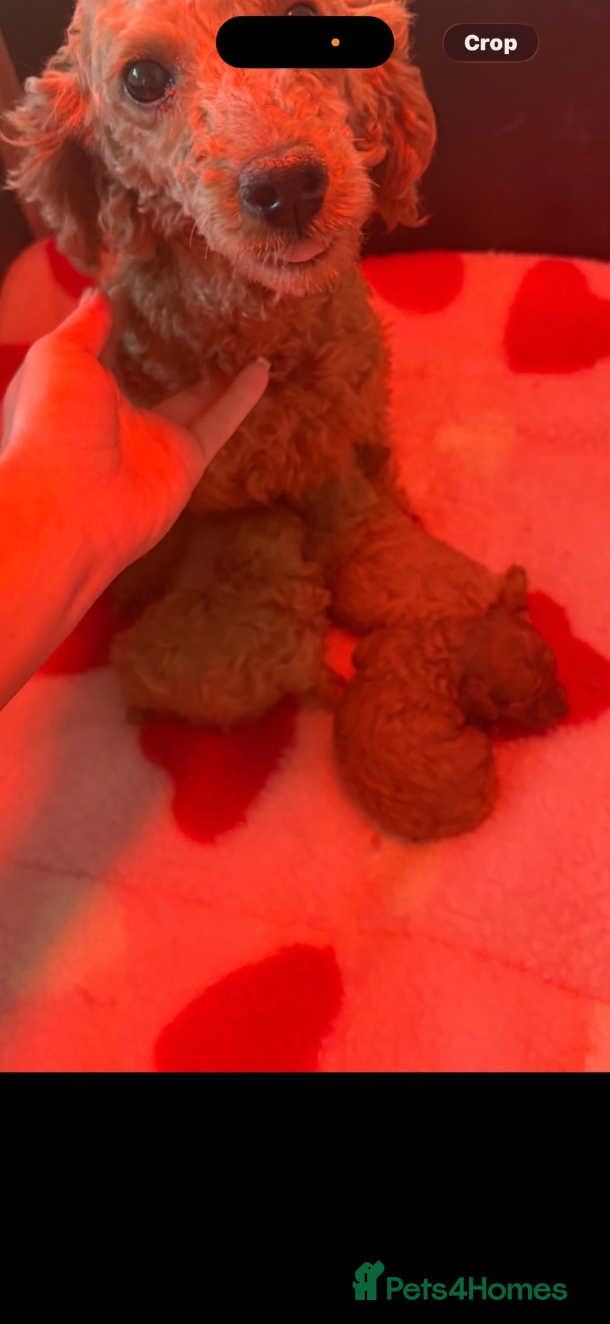 Miniature Poodle dogs Miniature poodle puppy male  - Advert 1
