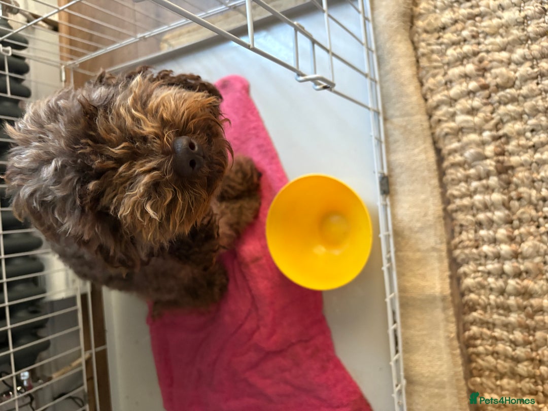 Miniature Poodle dogs for sale: Chocolates Brown Minature Poodle - Image 3