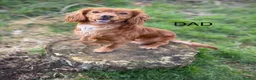 Cocker Spaniel dogs for sale: Beautiful cocker spaniel puppies in Street - Advert 9