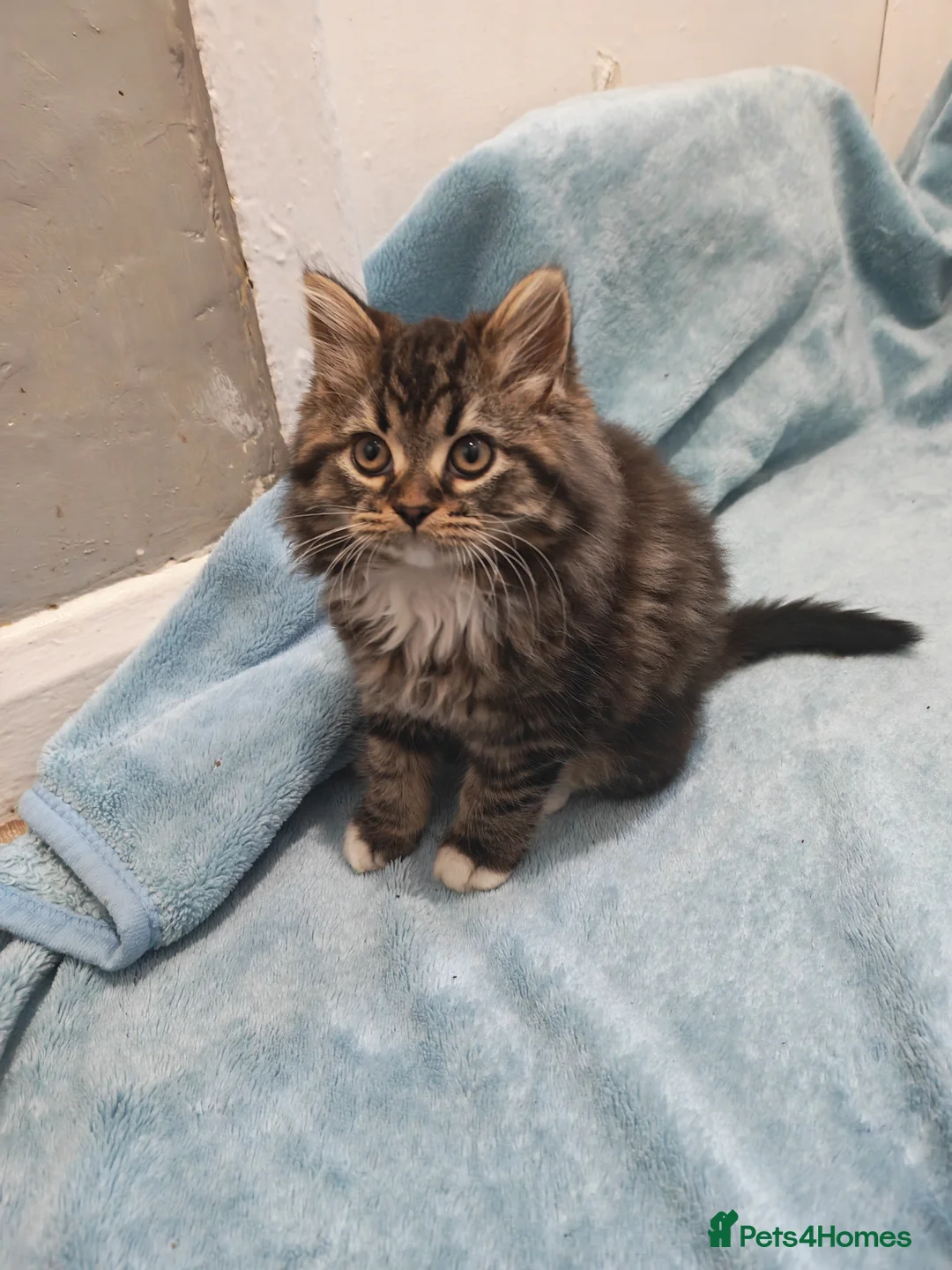 Mixed Breed cats for sale: Sccotis flod & Fluffy kittens VIDEOS - Advert 3