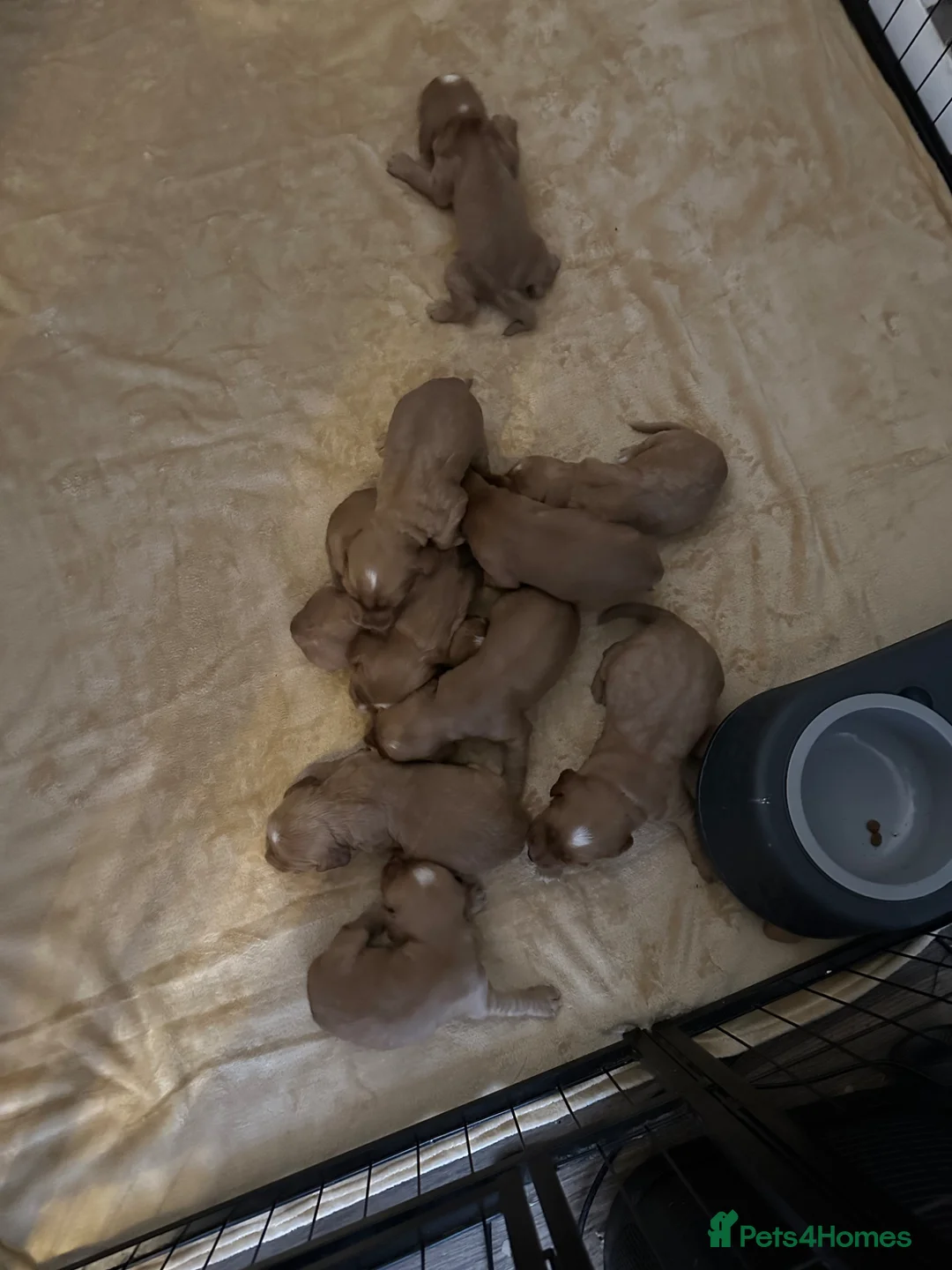 Cocker Spaniel dogs for sale: Top class red working cocker Spainel’s - Advert 2