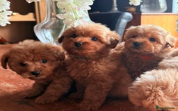 Cairn Terrier dogs for sale: STUNNING F1 cairn-oodle puppies  - Image 9