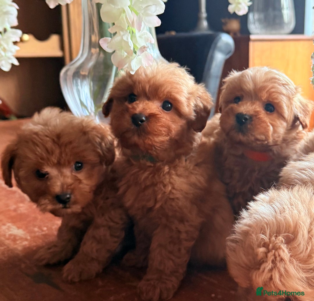 Cairn Terrier dogs for sale: STUNNING F1 cairn-oodle puppies  - Image 9