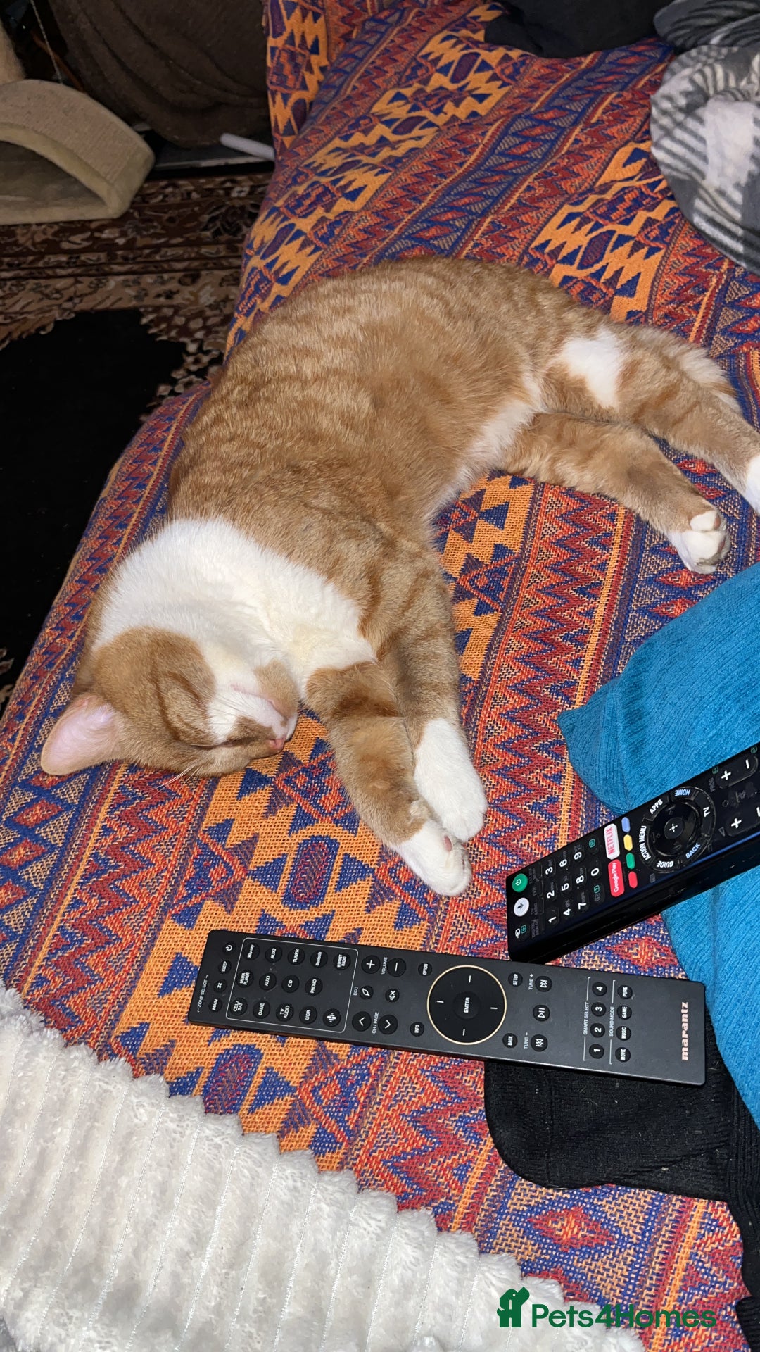 British Shorthair cats for sale: Ginger Boy Needs A New Home - Image 8