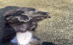 Miniature Dachshund dogs for sale: KC reg Beautiful miniature long haired dachshund  - Image 4