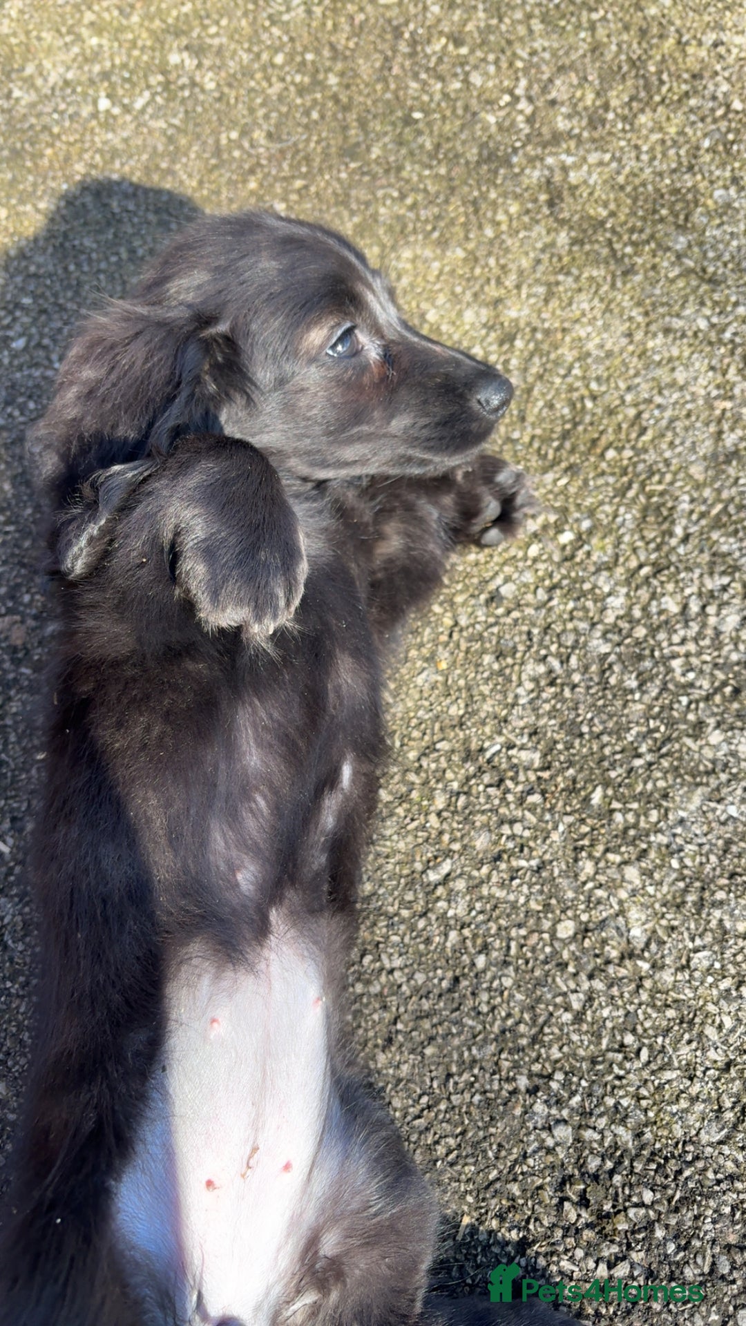 Miniature Dachshund dogs for sale: KC reg Beautiful miniature long haired dachshund  - Image 4