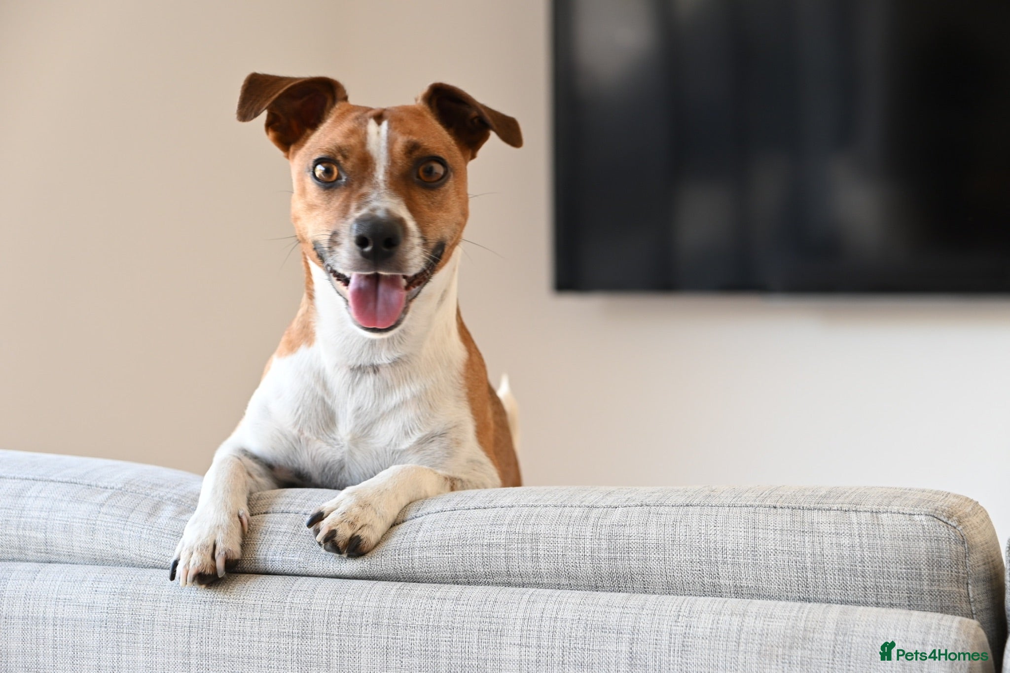 Jack Russell dogs Jack Russell stud available - Advert 1