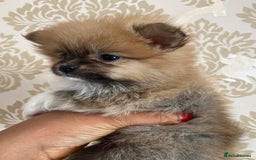 Pomeranian dogs for sale: Beautiful Russian bloodline Pomeranian puppies - Image 25