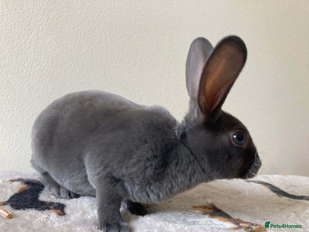 Rex rabbits for sale: Mini REX Bunnies - Image 2