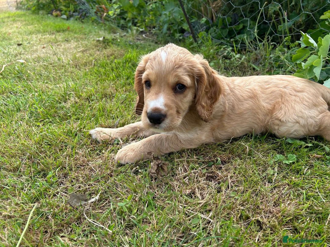 Cocker Spaniel dogs for sale: Working Cocker ( + bit of show and clumber) - Image 14
