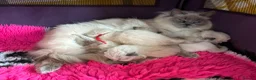 Ragdoll cats for sale: Seal colourpoint Ragdoll  - Advert 6