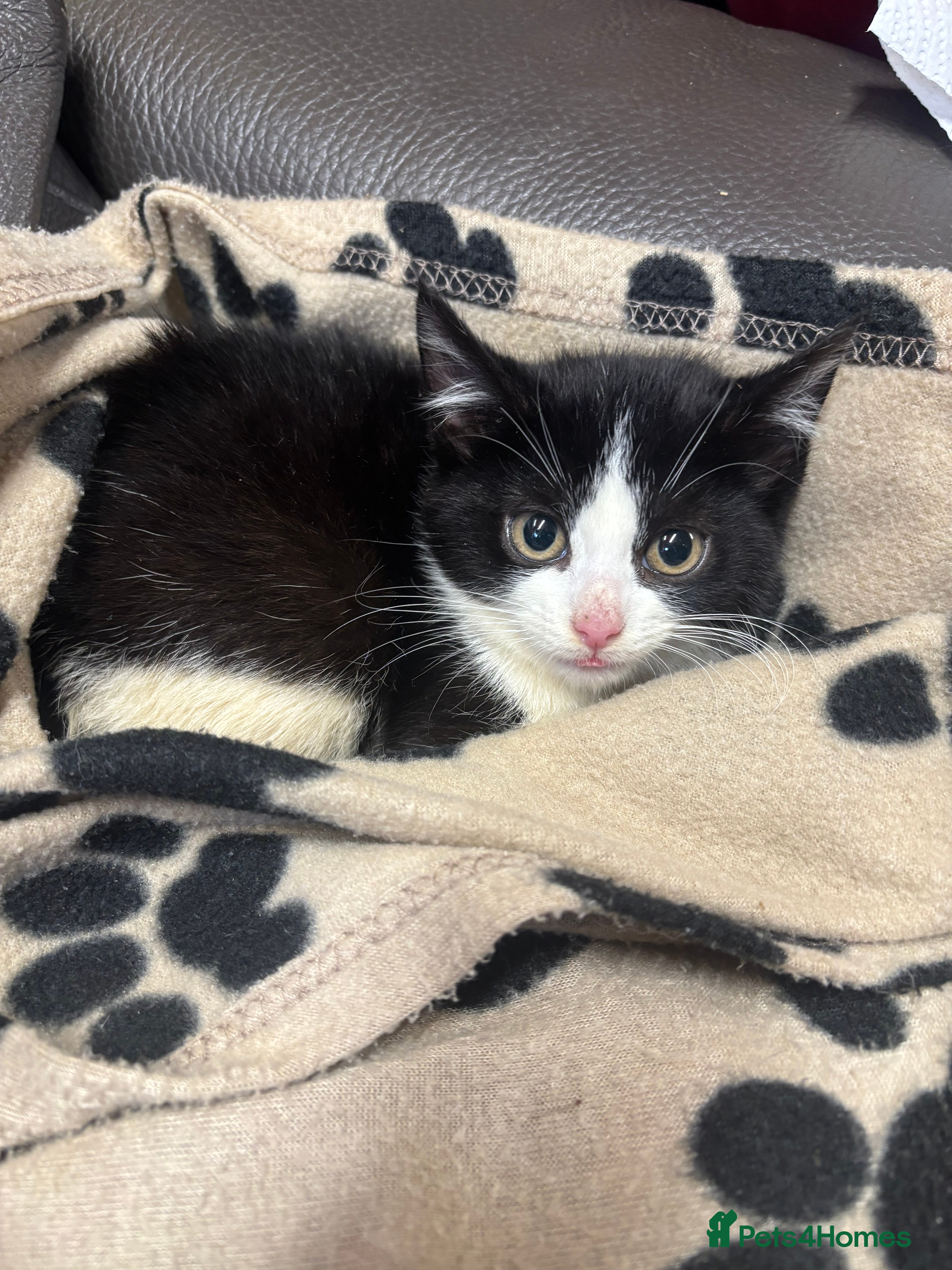 Mixed Breed cats 2 beautiful tabby x kittens for sale  - Advert 20