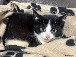 Mixed Breed cats 2 beautiful tabby x kittens for sale - Advert 9