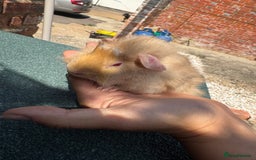 Guinea Pig rodents for sale: Guinea Pigs  - Image 8