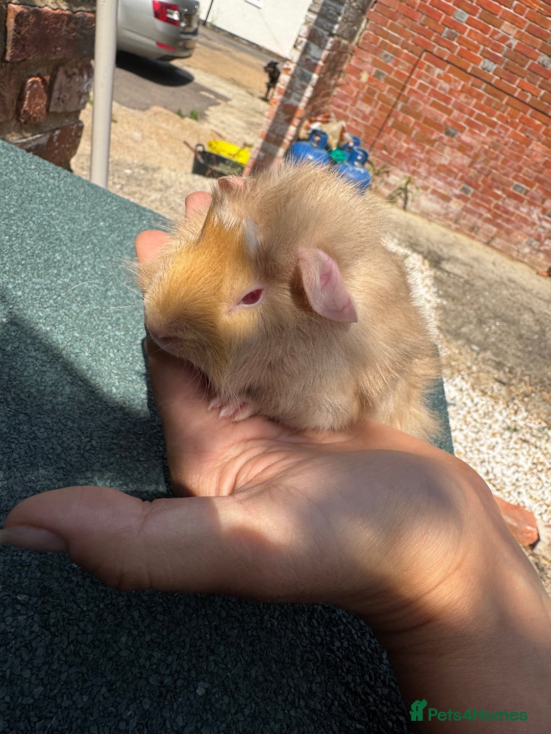 Guinea Pig rodents for sale: Guinea Pigs  - Image 8