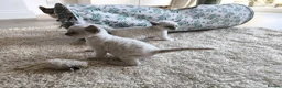 Devon Rex cats for sale: Devon Rex blue point kittens 💙 - Advert 17