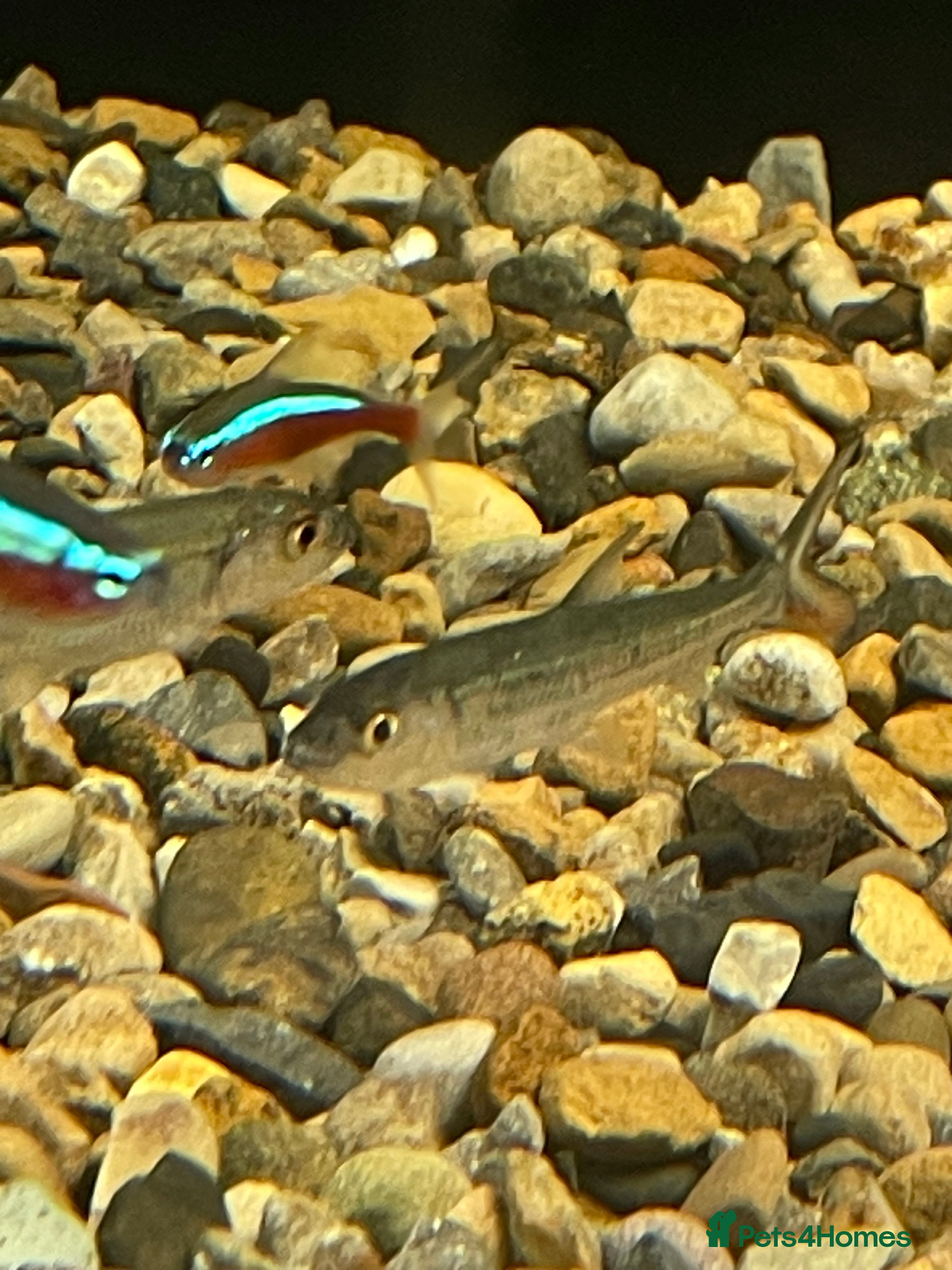 Other/Mixed Breed fish African tiger fish vittatus  - Advert 14